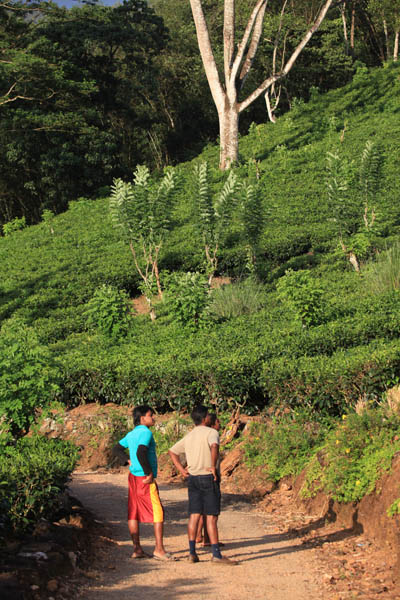 Plantage bij Kitulgala